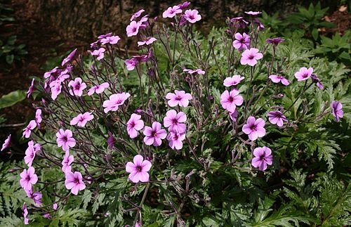 Geranium maderense